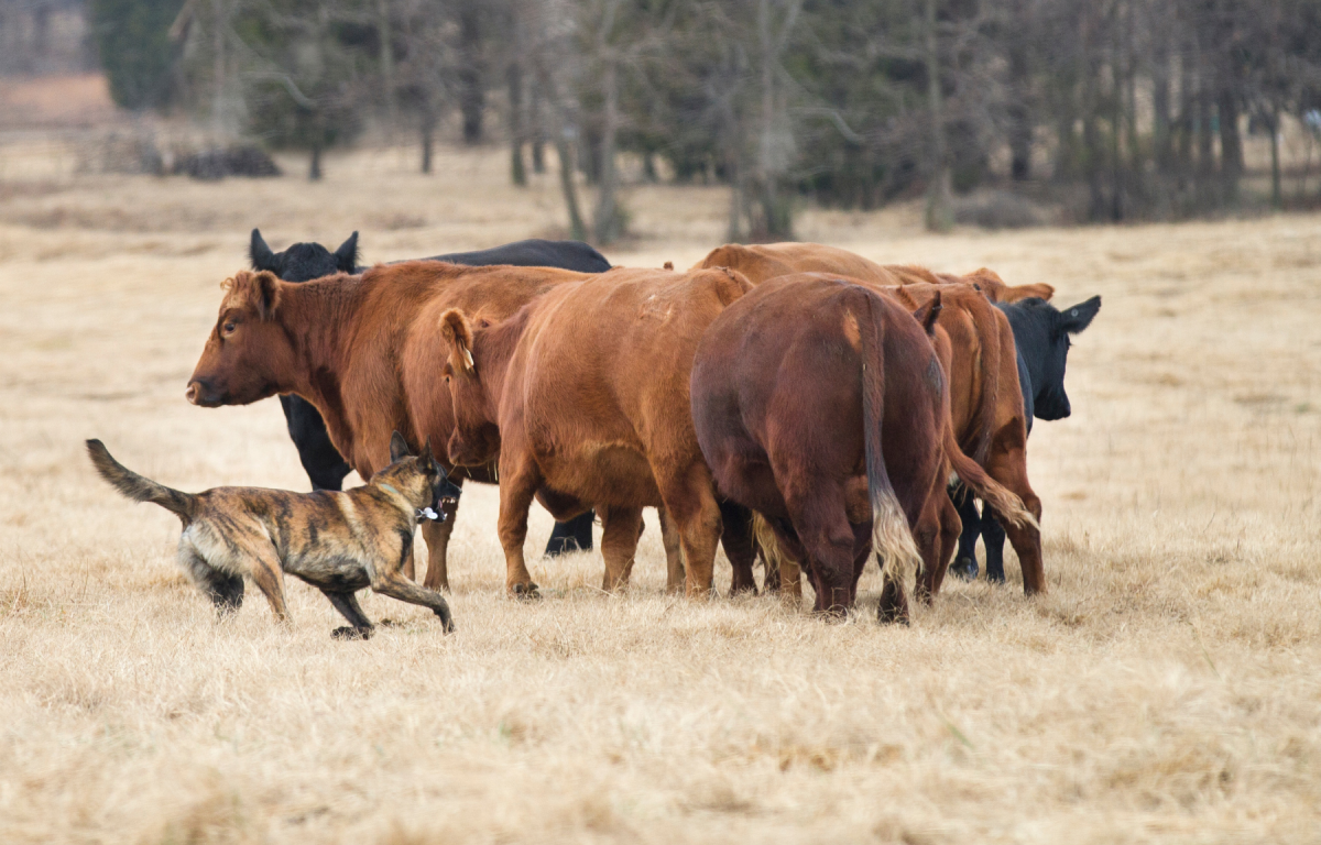 Cattle require dogs with a different herding style compared to sheep