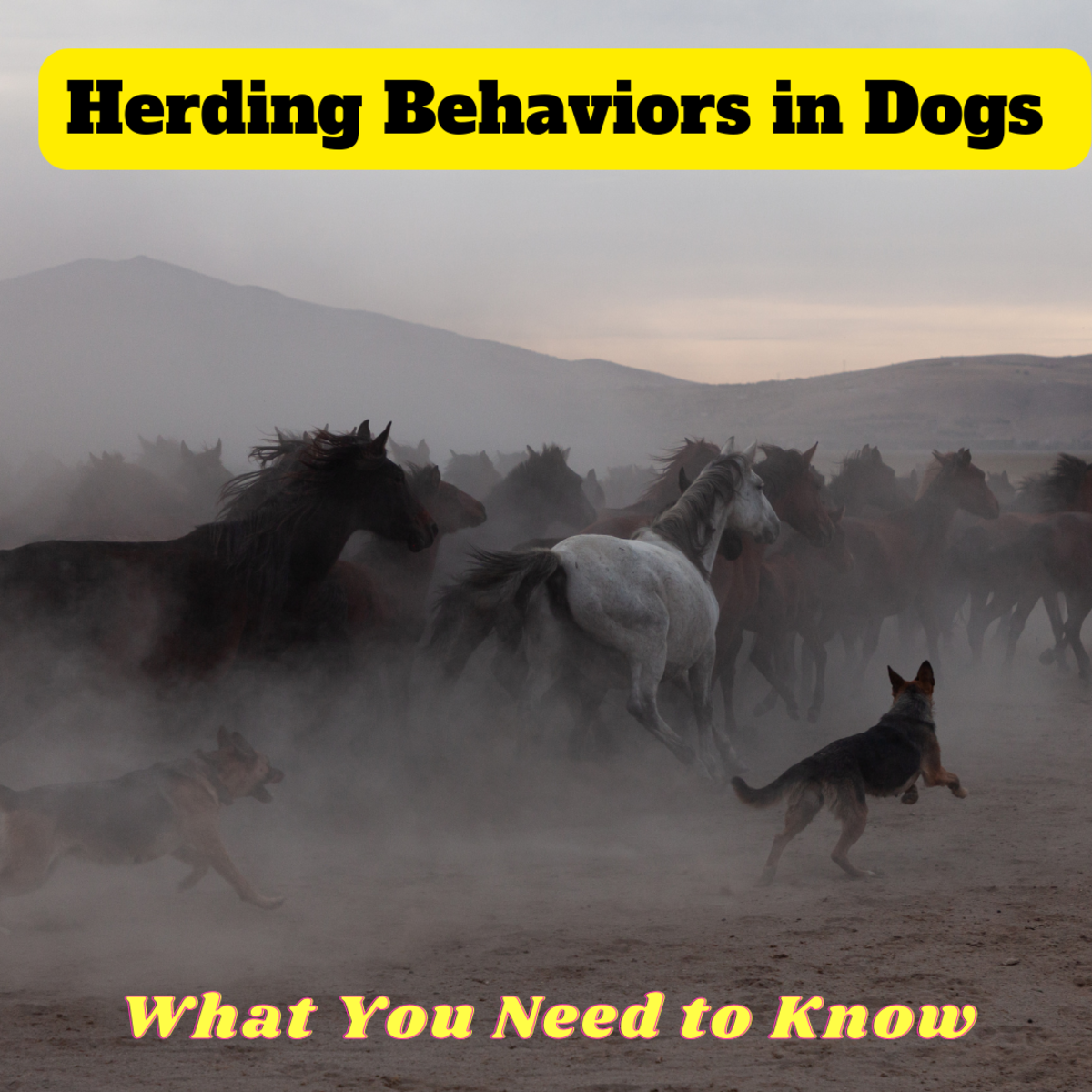 Herding Behaviors In Dogs (What You Need to Know) PetHelpful