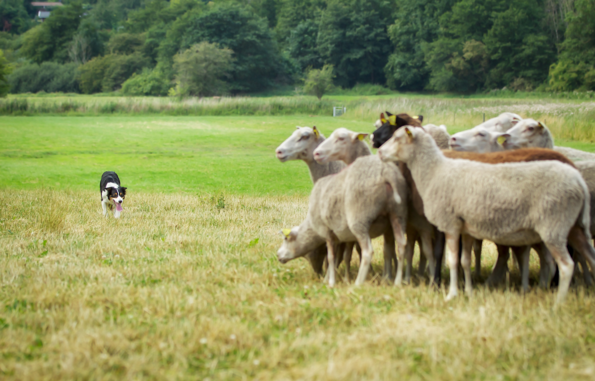 A border collie "giving eye" to control the movements of a herd of sheep