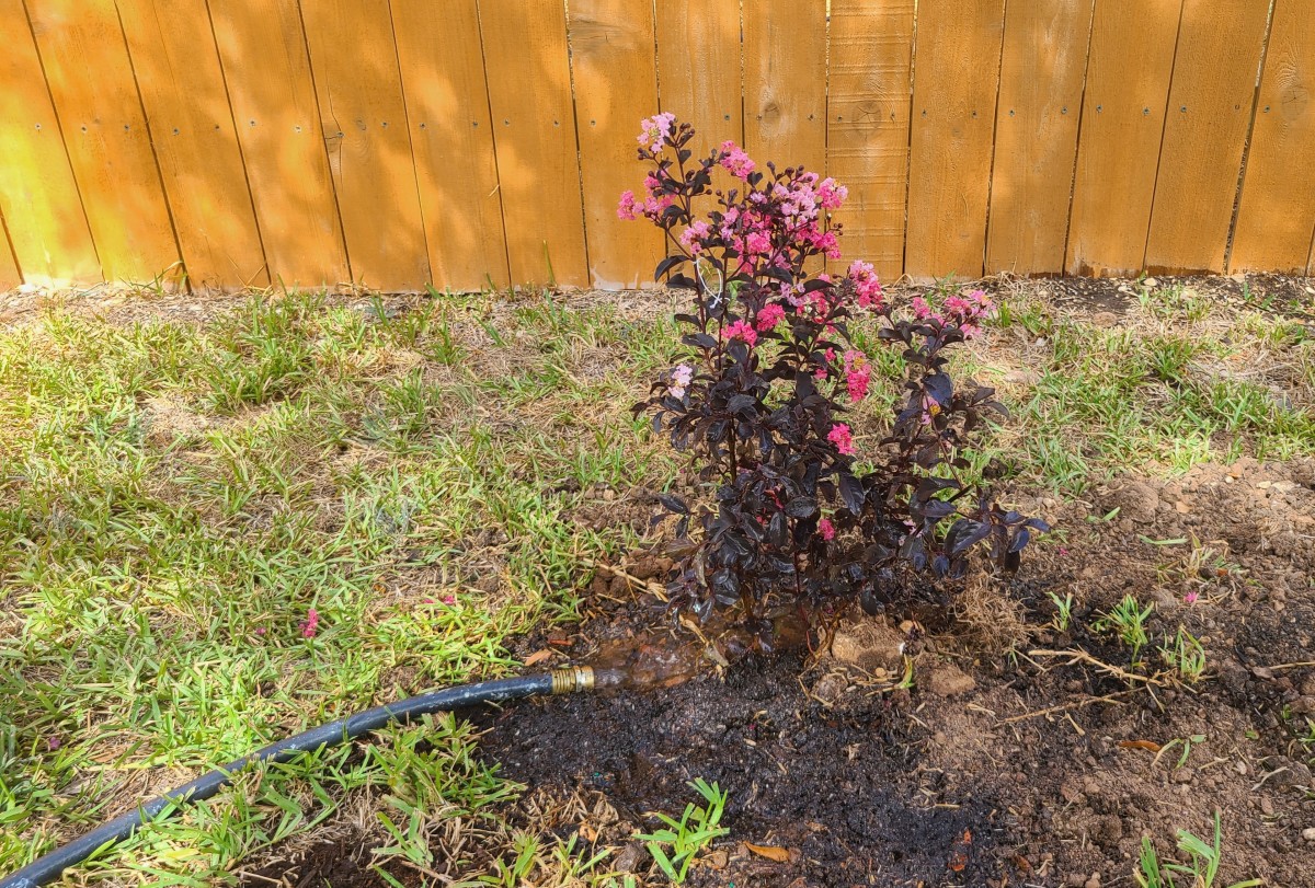 After planting your crape myrtle, make sure to water it well.