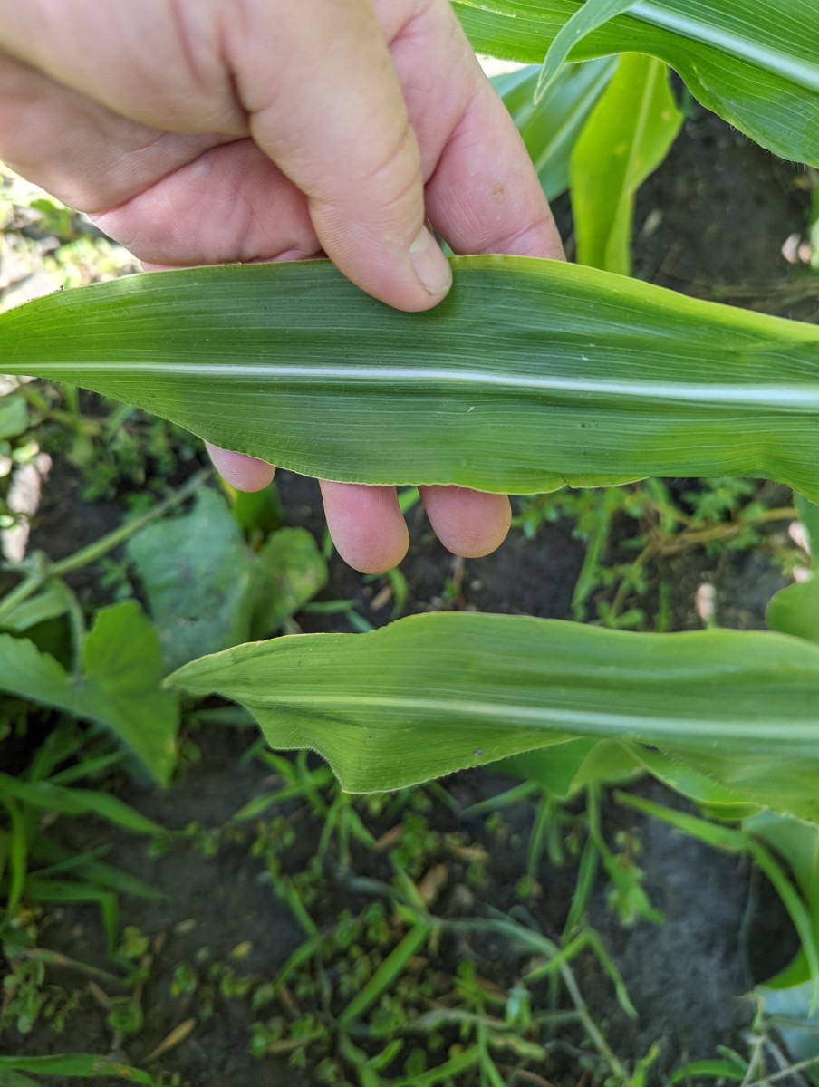 corn-growing-sweet-corn