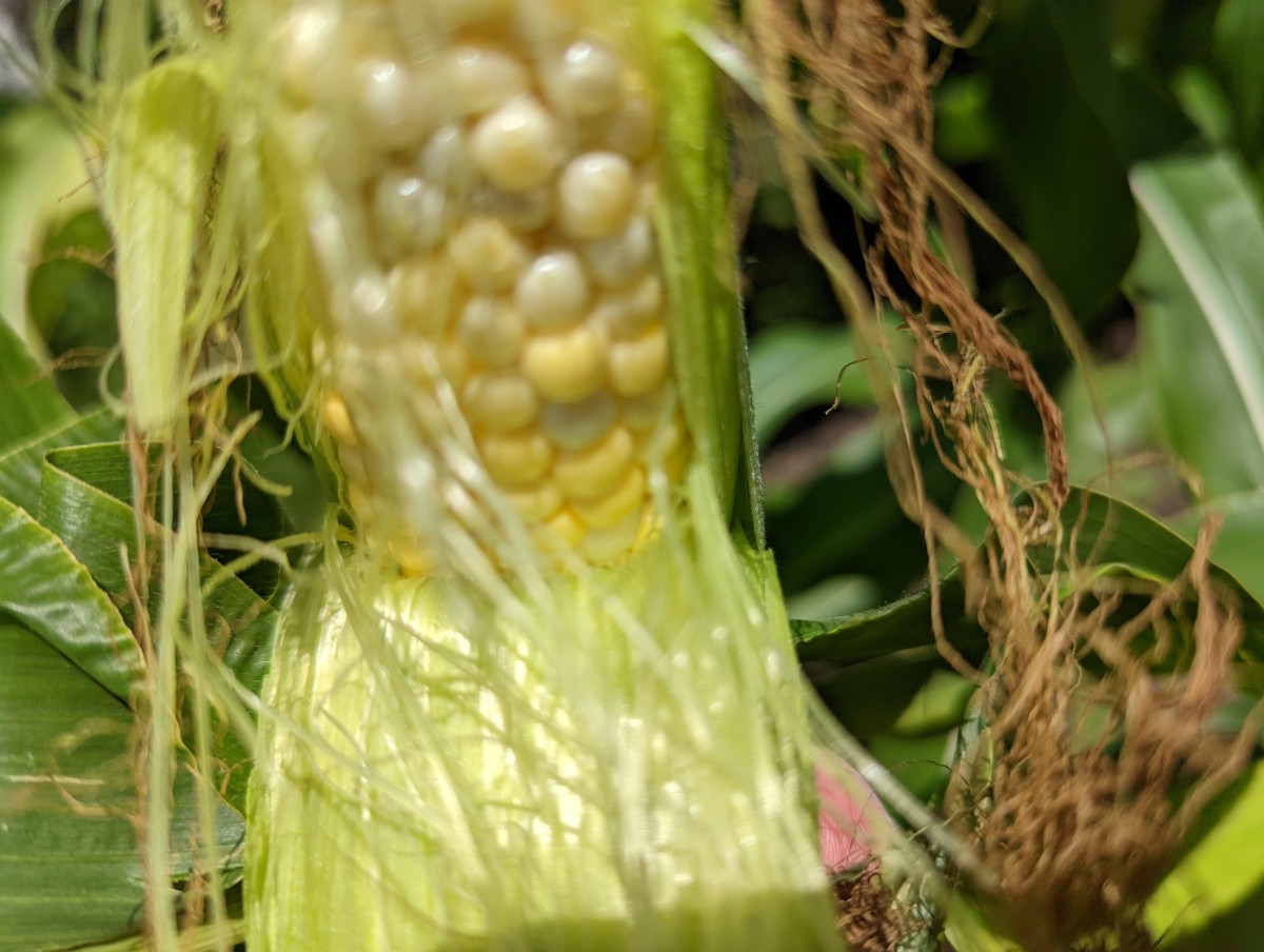 Corn - Growing Sweet Corn