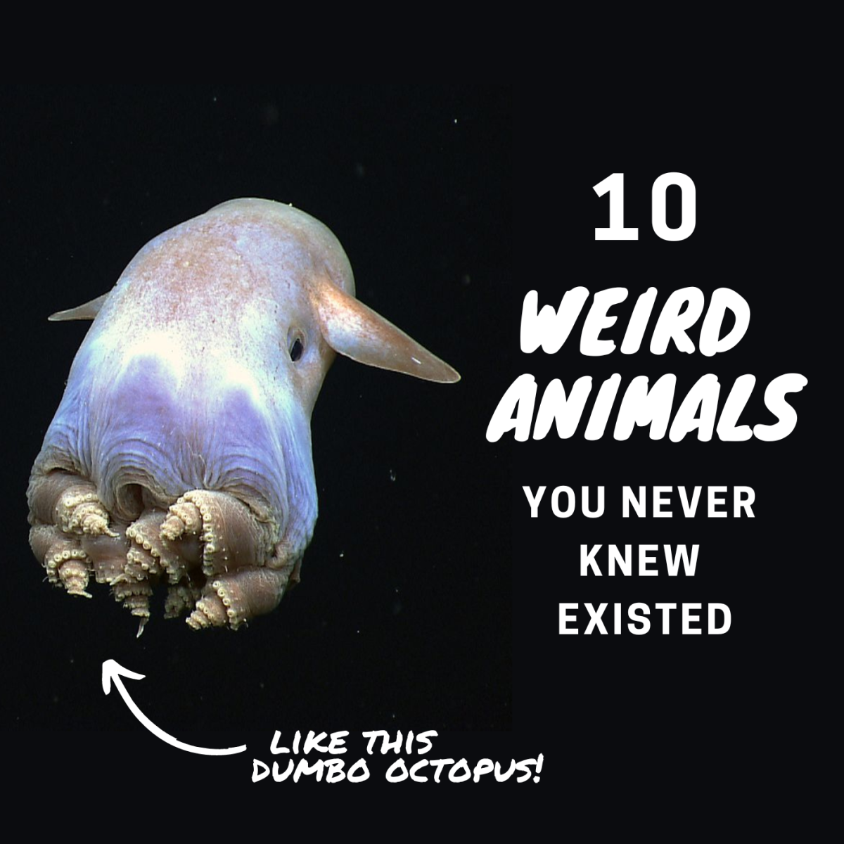 10 of Earth's strangest animals