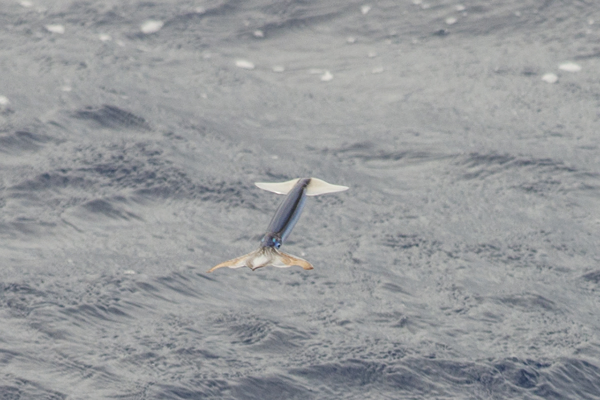 The elusive flying squid