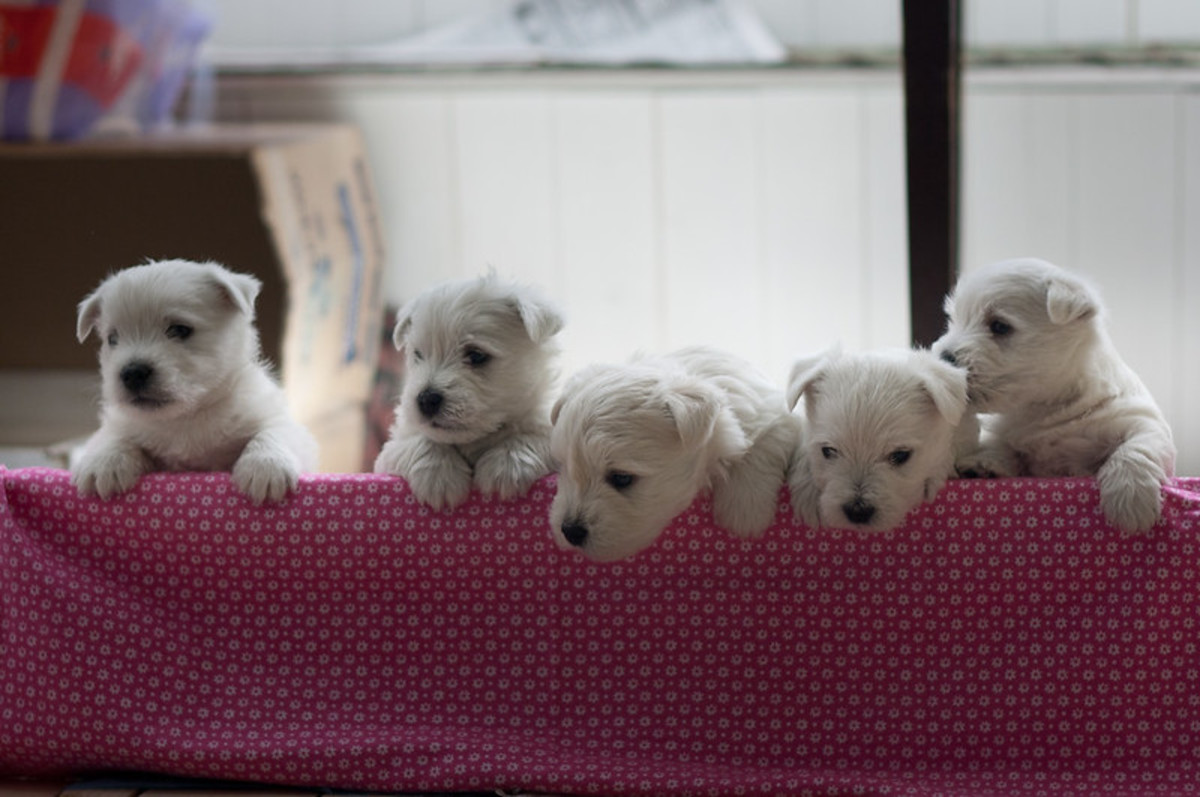 Many Westies develop leaky bladders after being spayed too early.
