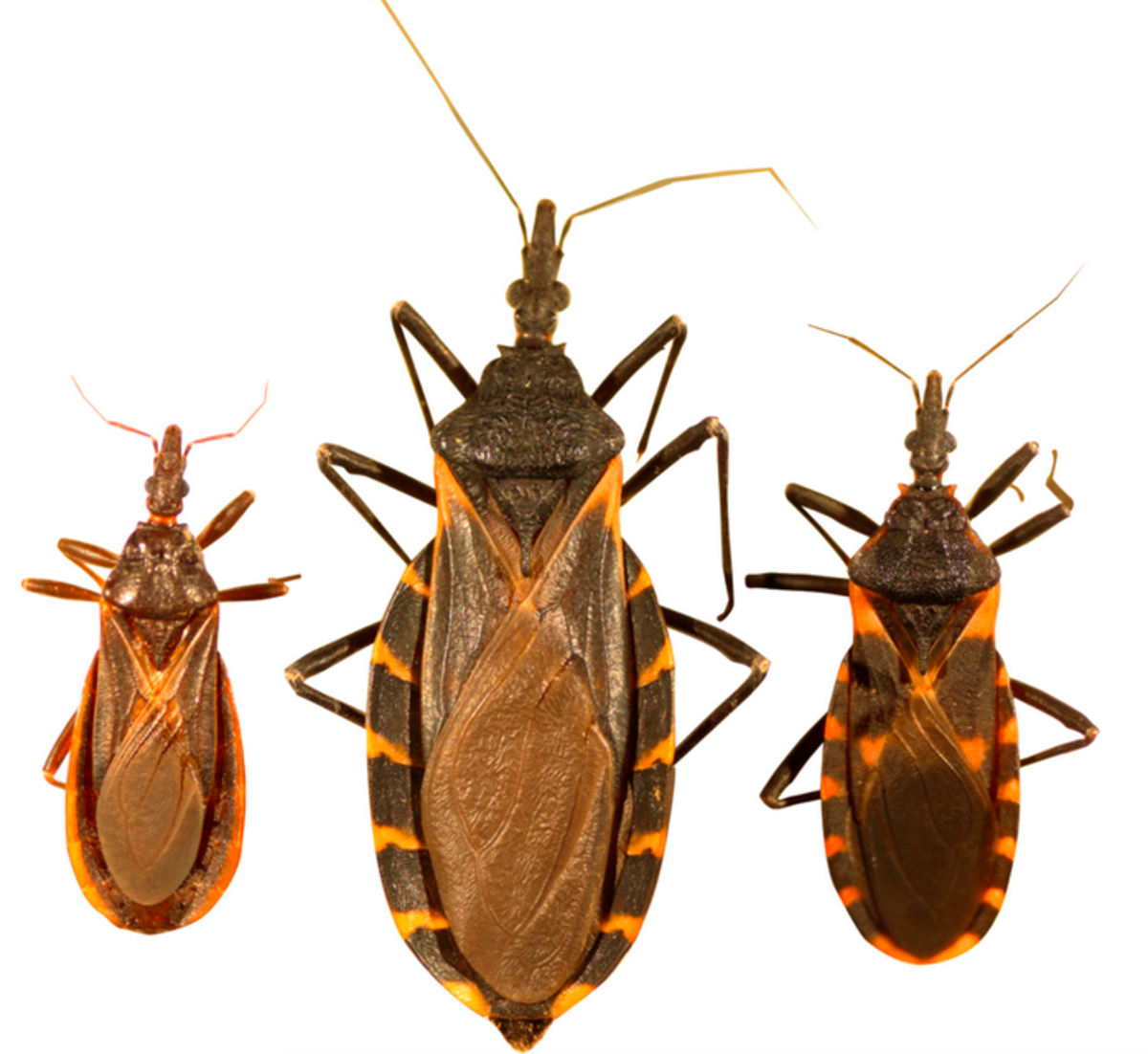 Three kinds of kissing bug