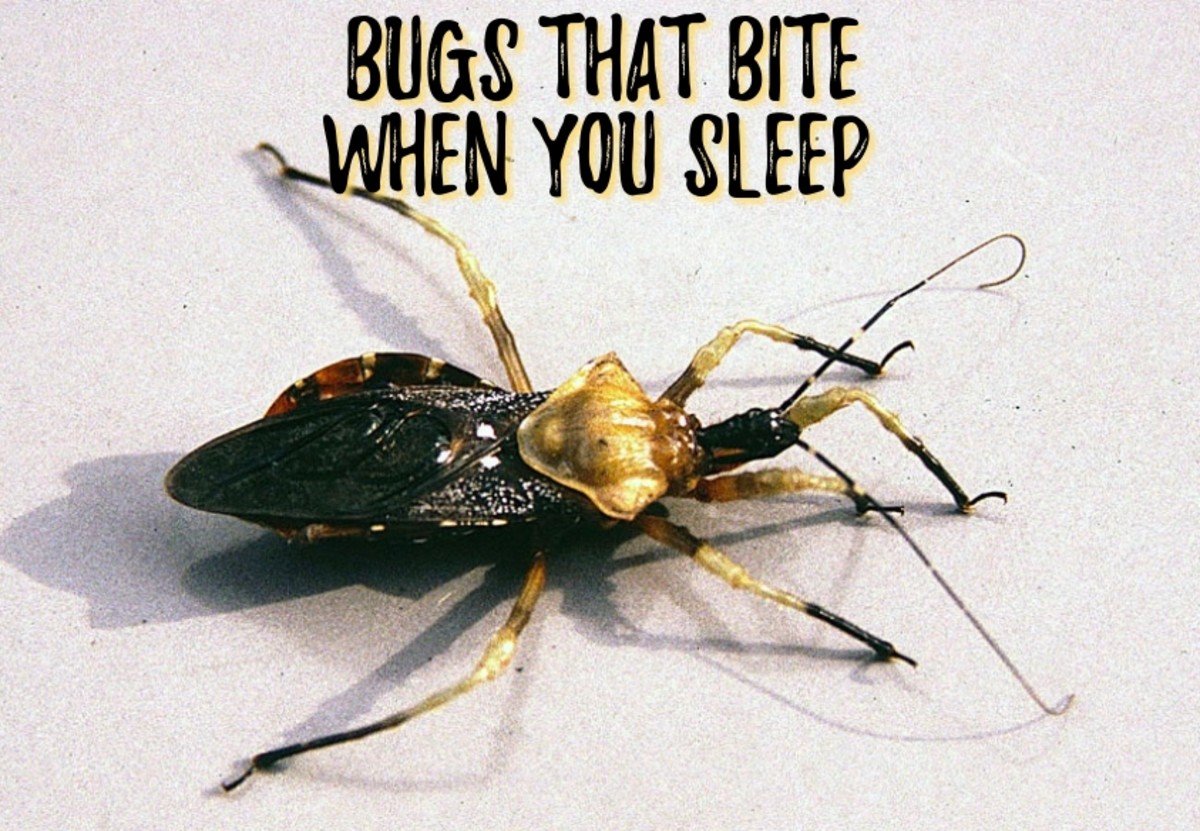 A kissing bug, one of the insects that can bite while you are sleeping