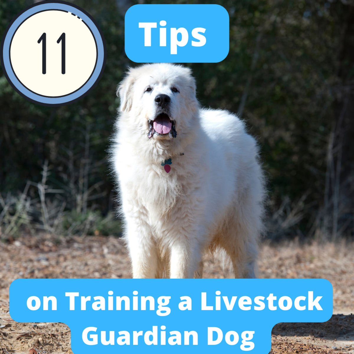 11 Tips for Training Livestock Guardian Dogs
