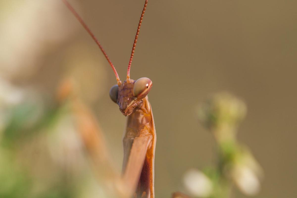 A praying mantis acting coy.