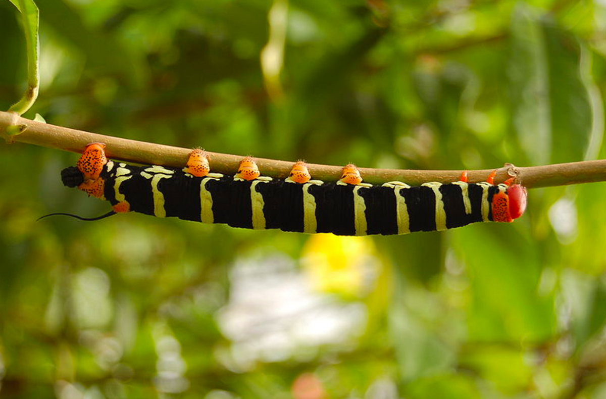 The frangipani caterpillar