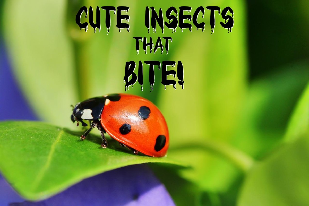6 Cute Insects That Bite or Sting (With Photos)