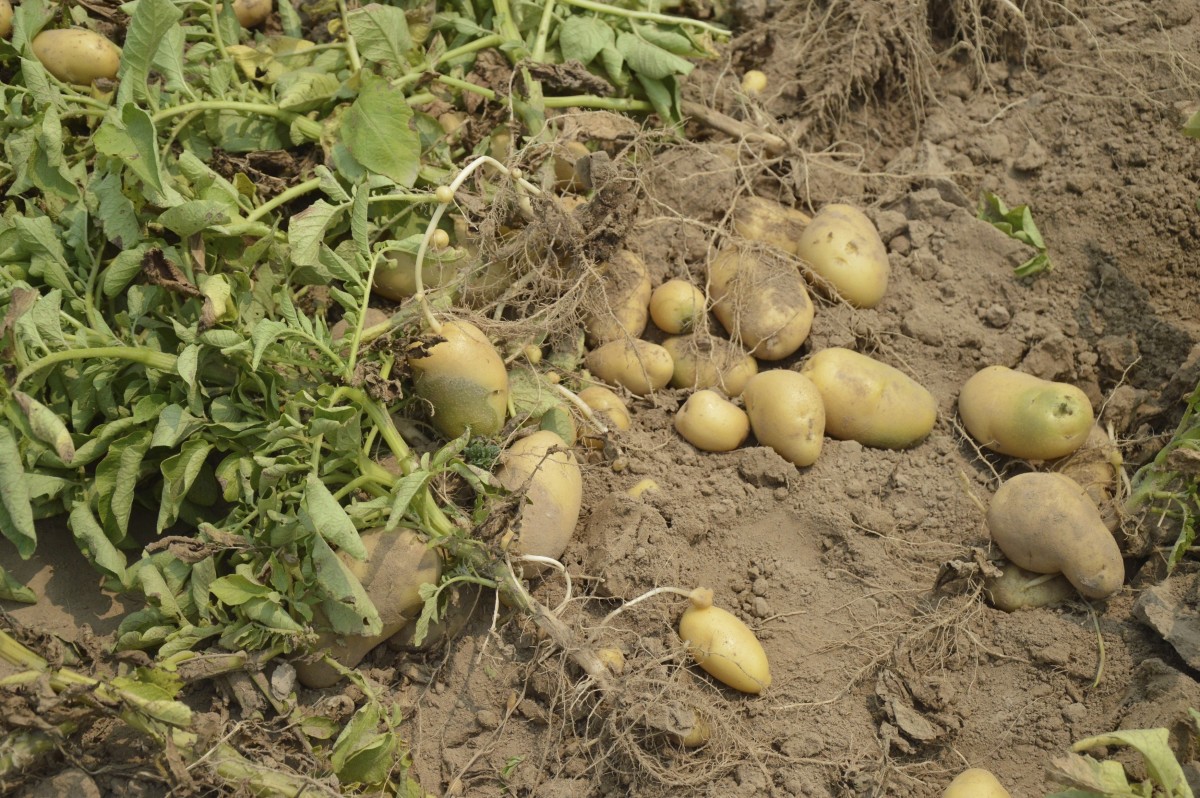 When Should You Harvest Potatoes?