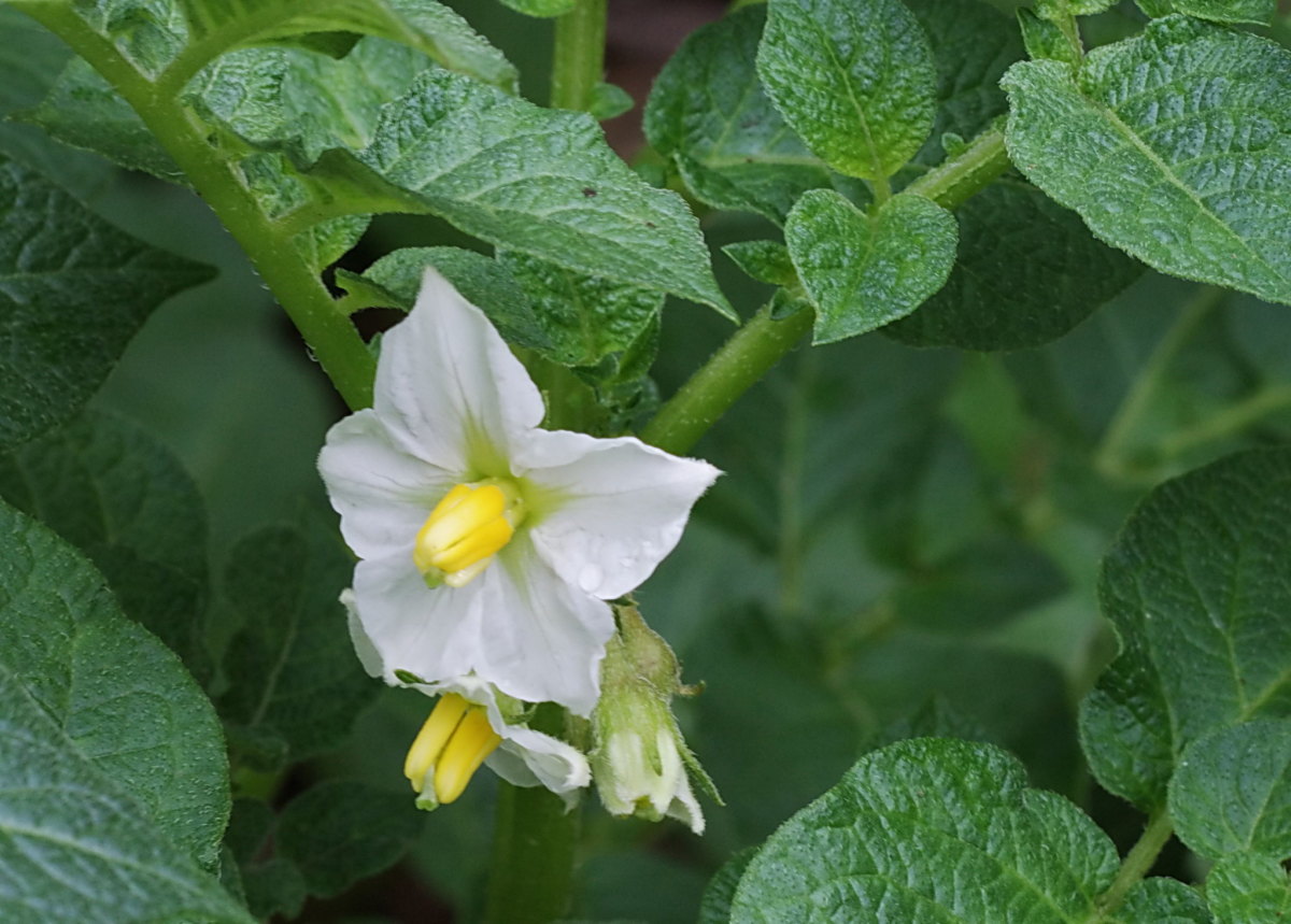 Flowers on potato plants