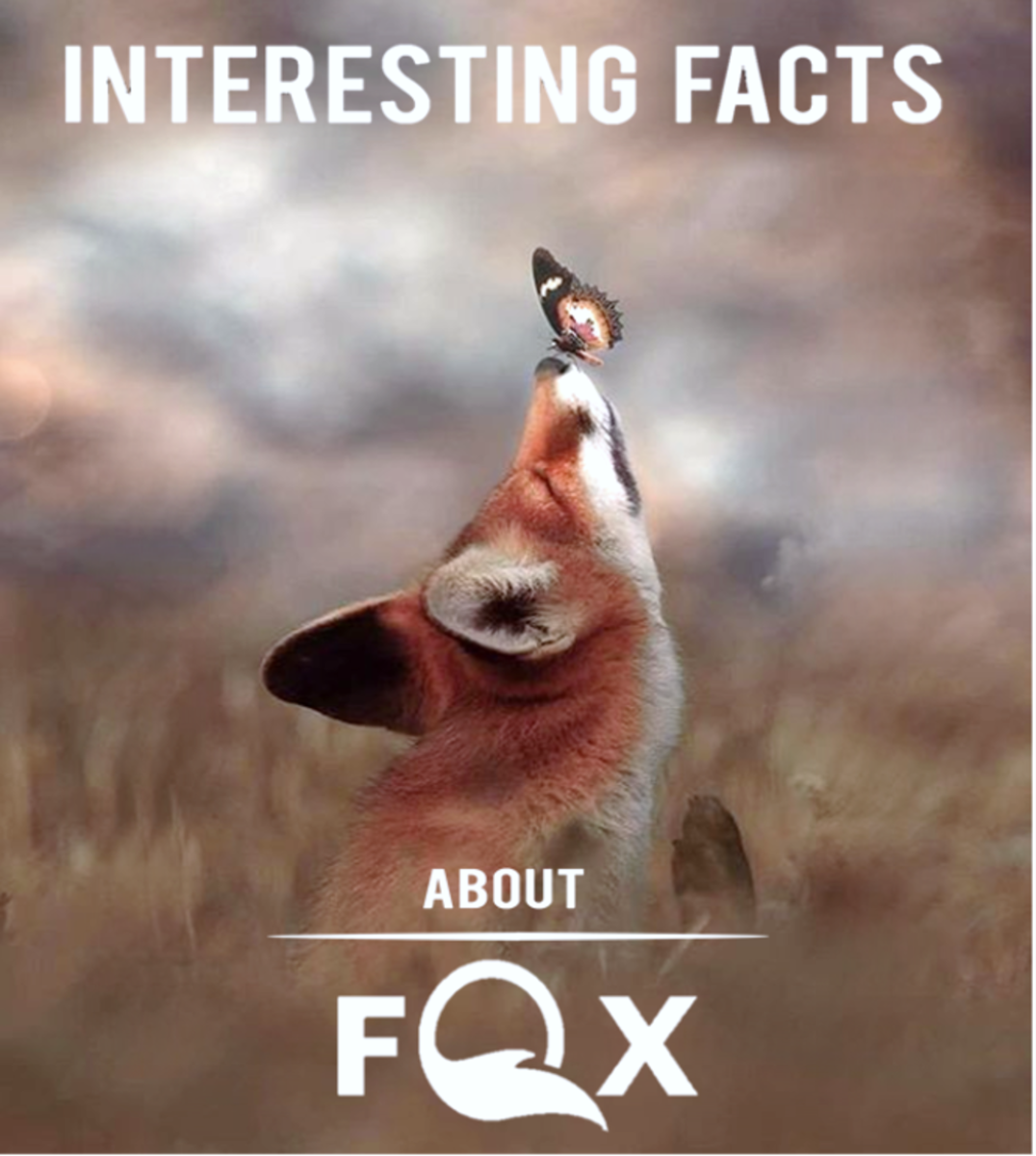 The 25 Interesting Facts About foxes