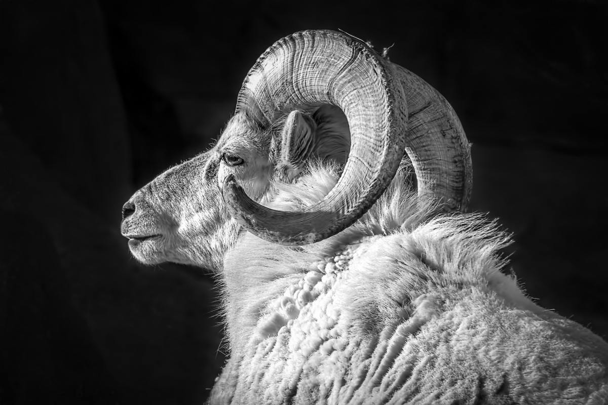 ram是白羊座的象征。