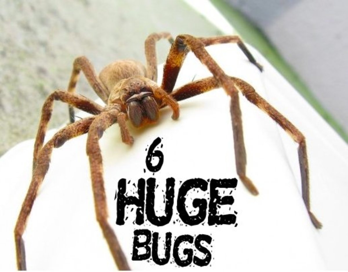 6 Extremely Large Bugs (With Photos)