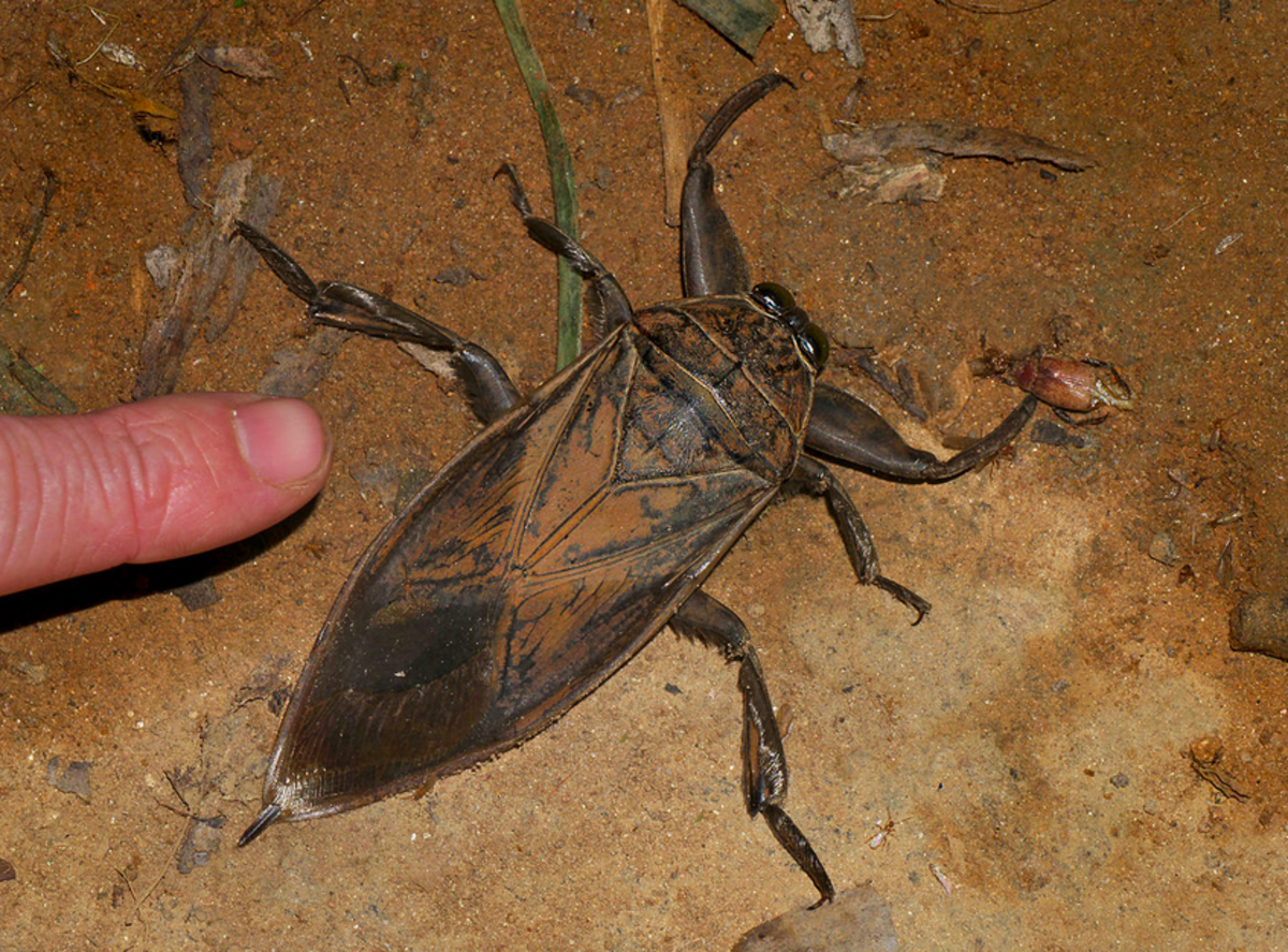 A giant water bug