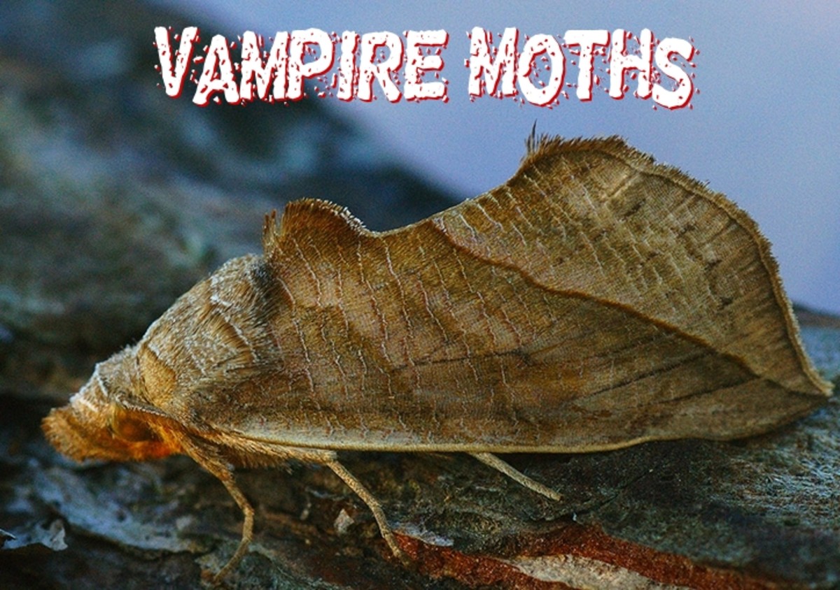 Vampire Moths That Drink Human Blood (With Photos)