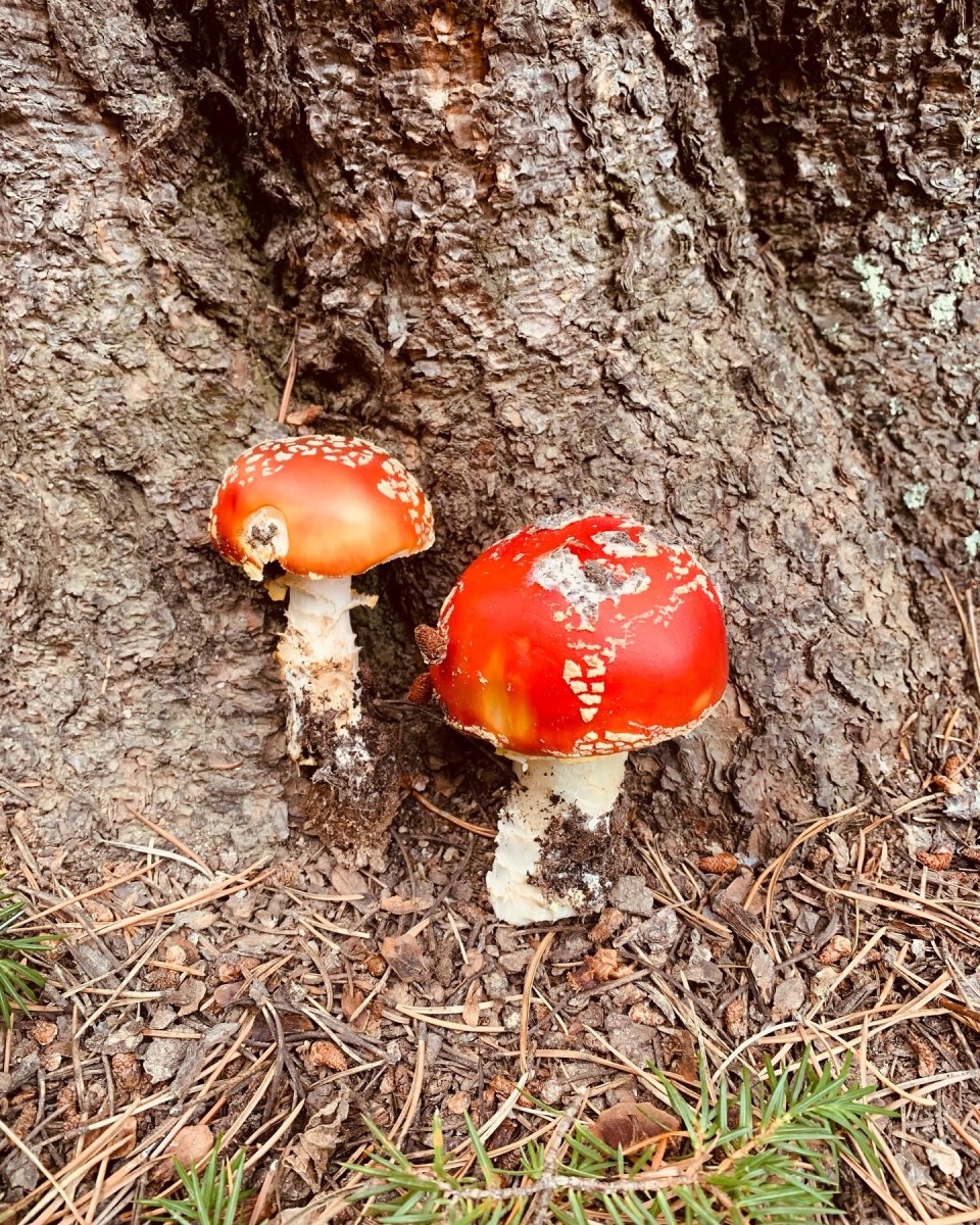 Tiny mushrooms! 
