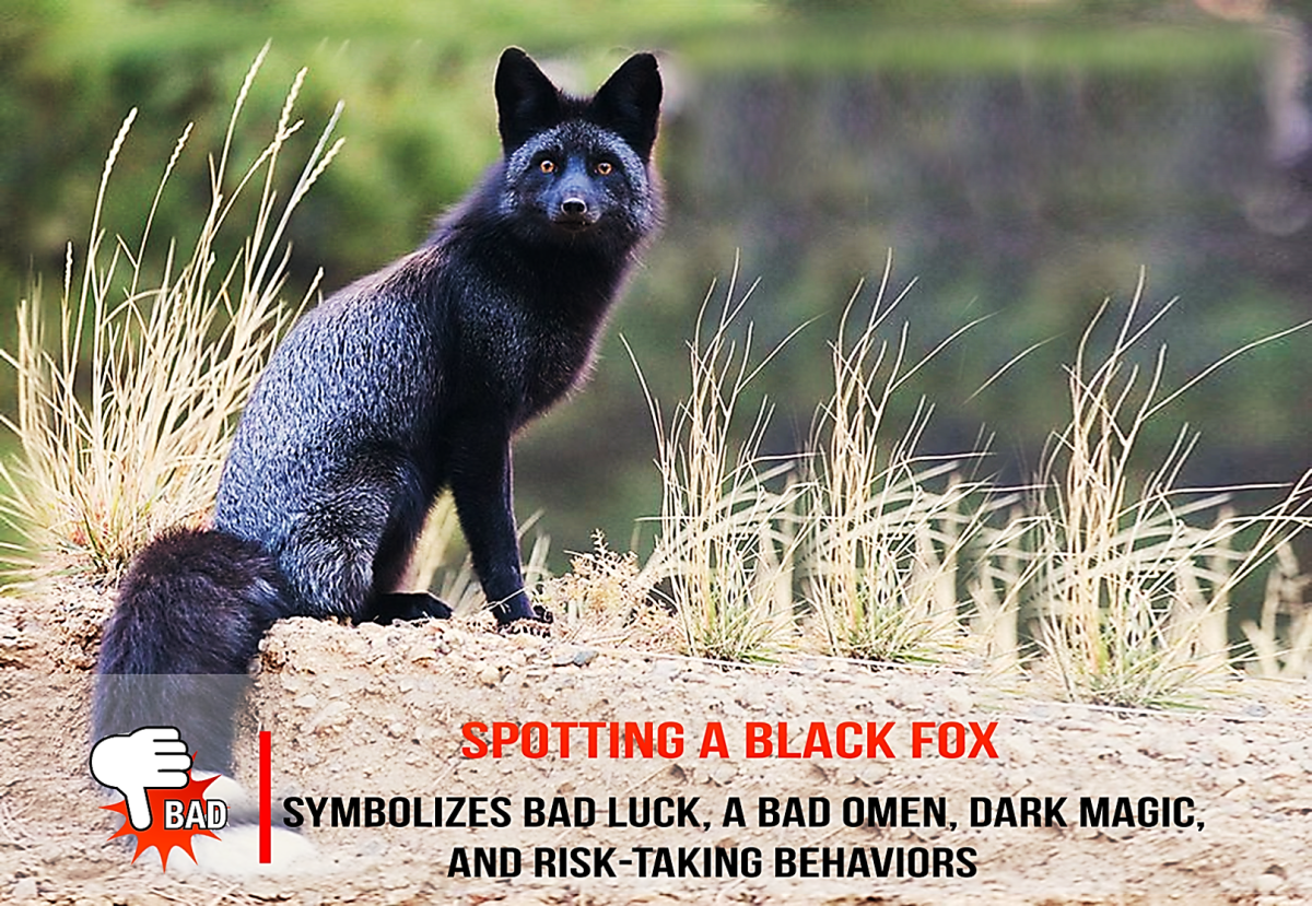 Superstitions About Foxes
