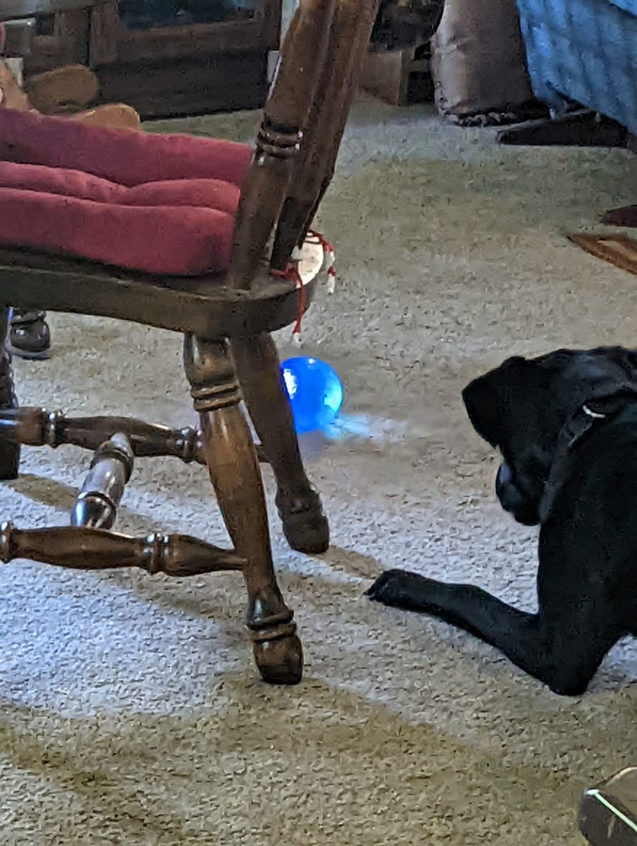 Nerf - Dog Ball That Lights up and Wobbles