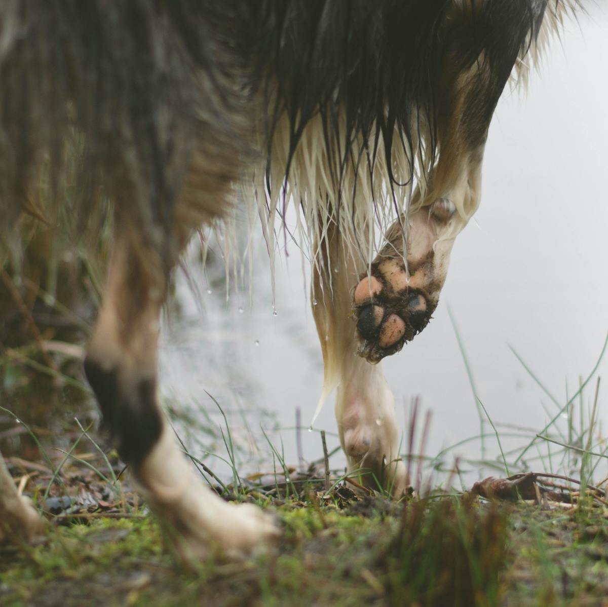 Q&A: Why Does My Dog Chew His Feet?