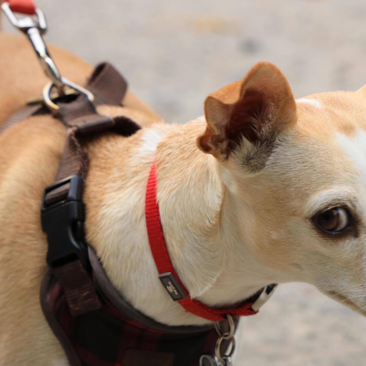 Q&A: Will My Rescue Dog Bite the Dog Walker?