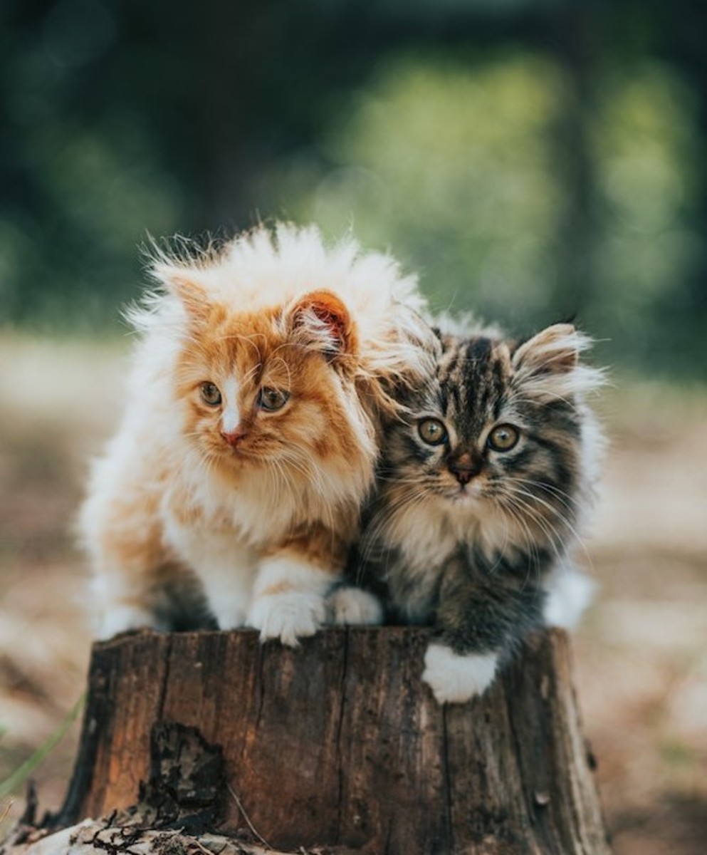 Two Persian kittens on a tree stump