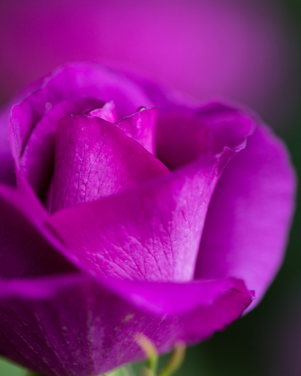 A purple rose with intense color and soft shadows.