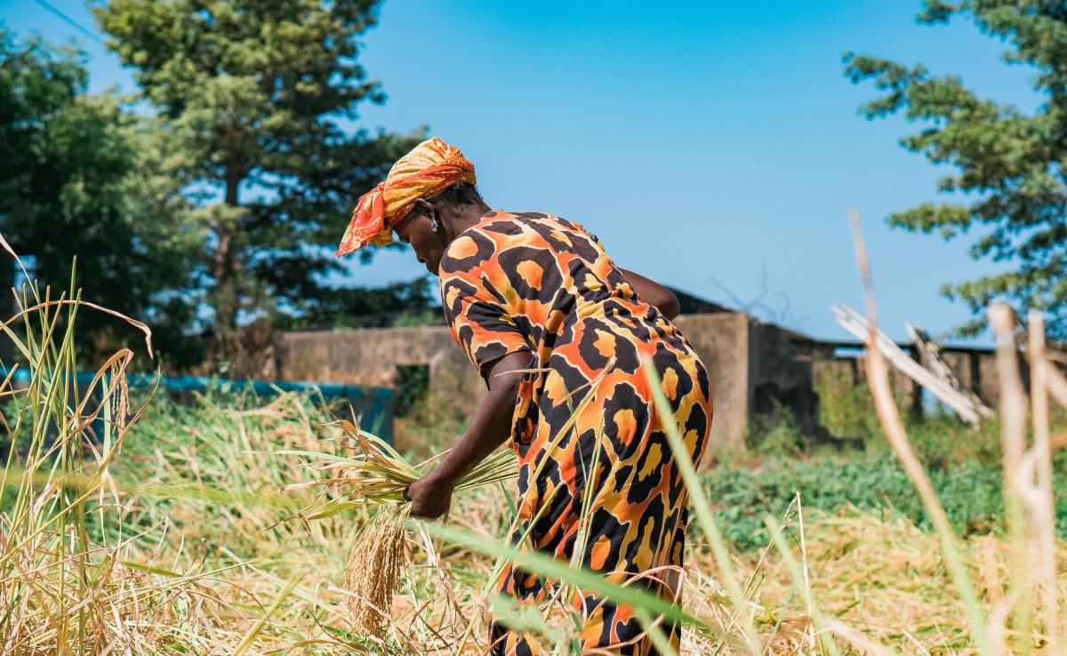 A Senegalese works in a field. 