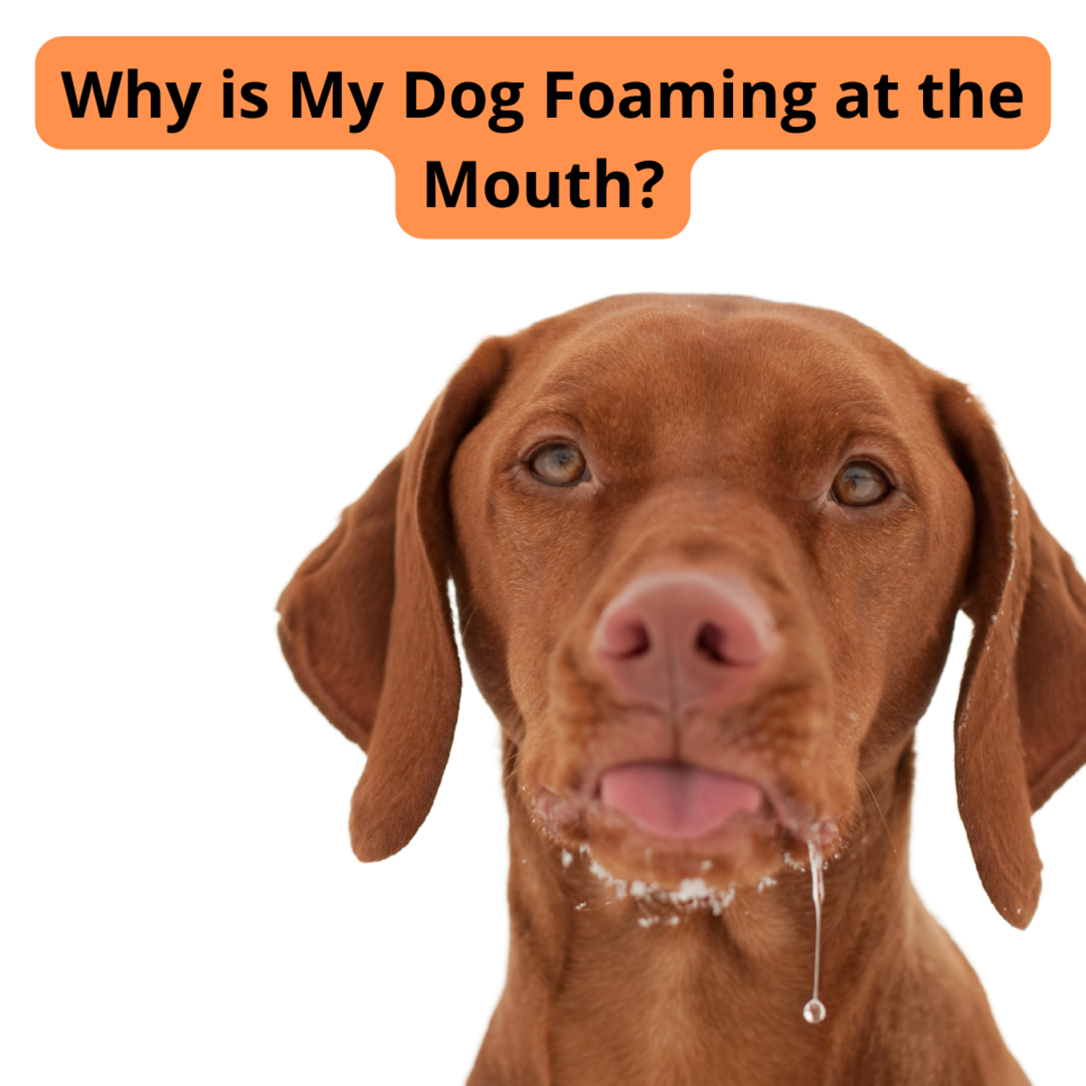 why is my dog foaming at the mouth