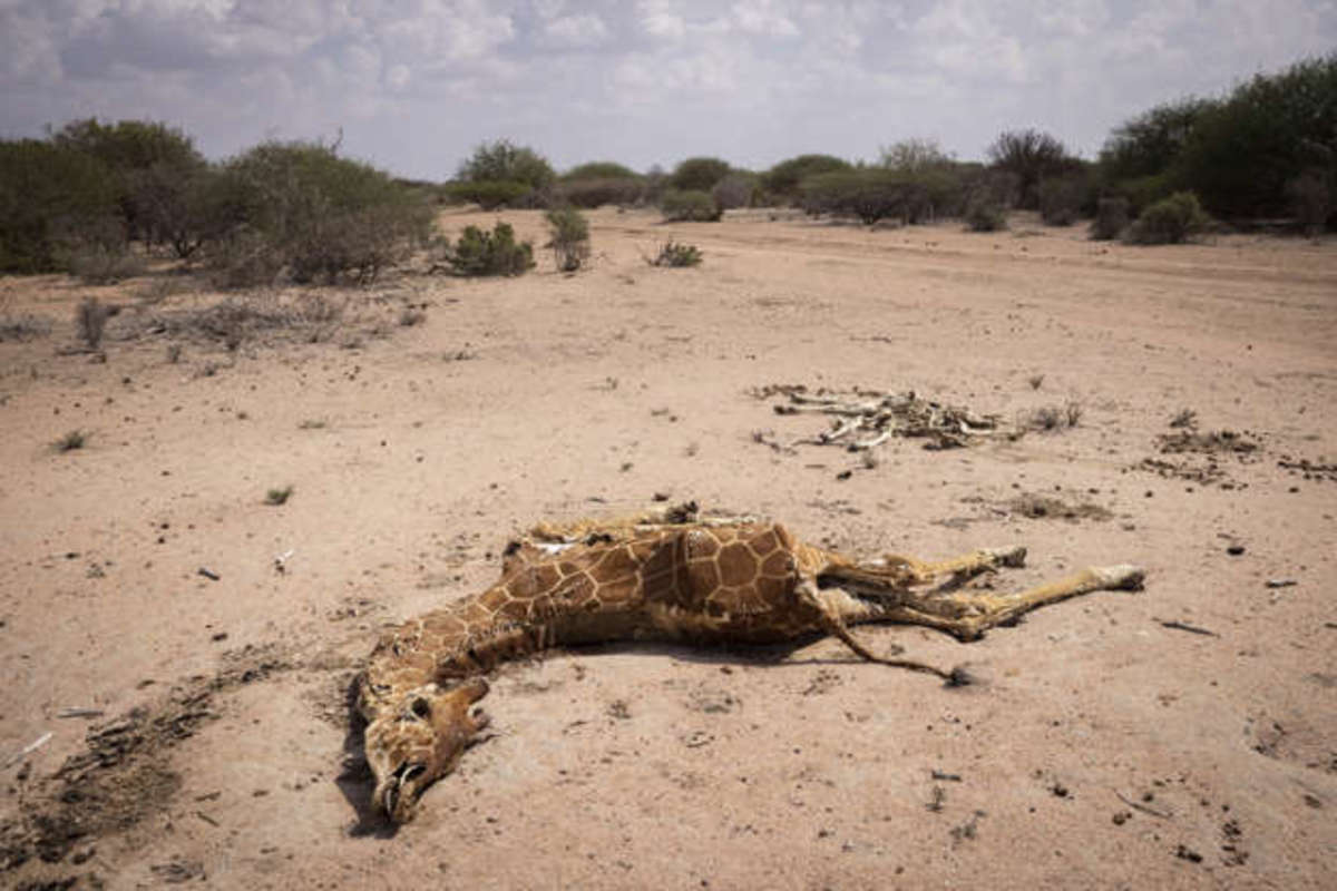 The dought in East Africa is causing animals to die from lack of drinking wather and starvation, in the photo see this dead giraff, in the middle of thin very dry land. I can guess that this land when it rains has plenty of grass growing there. 