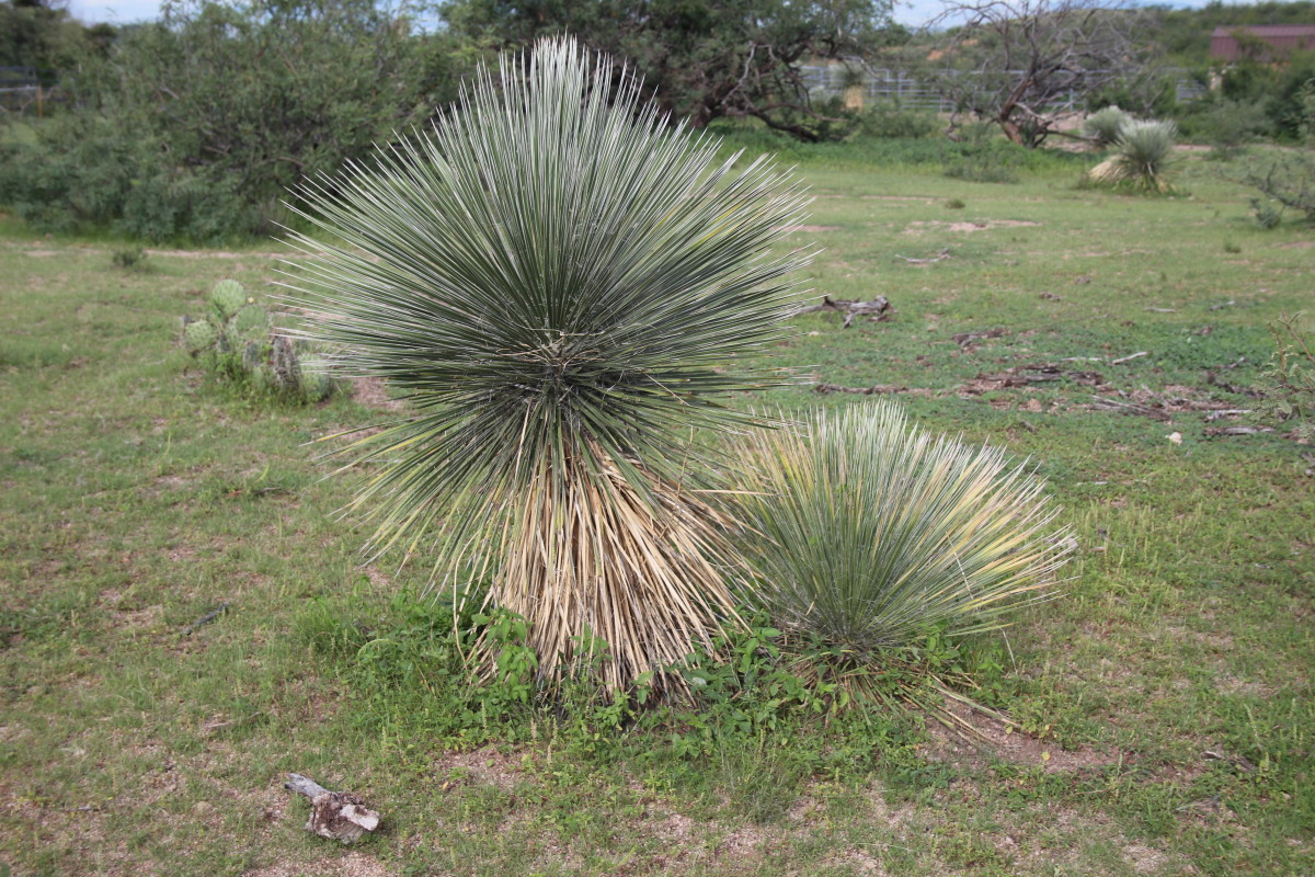 Surprising Facts About Yucca