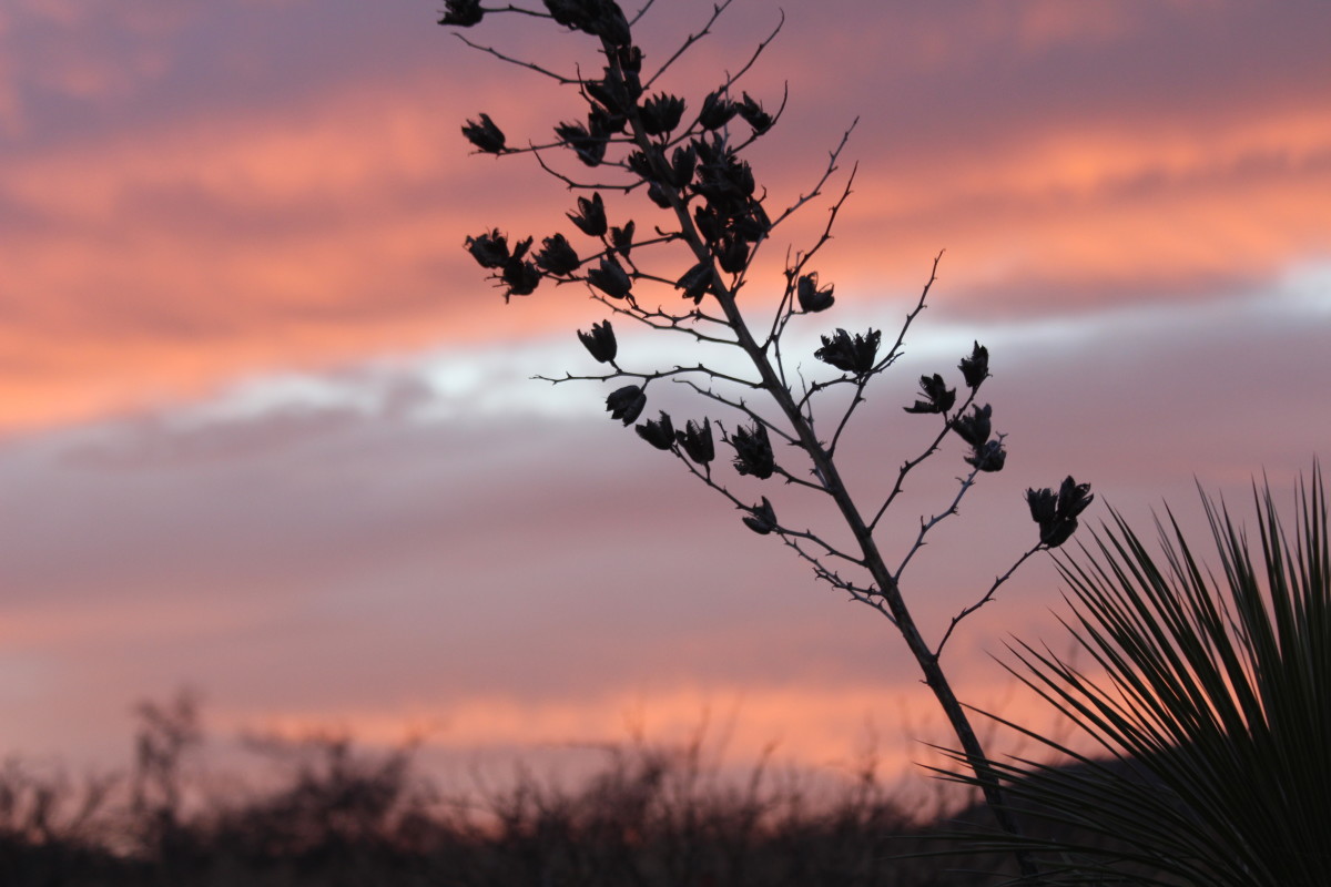 Surprising Facts About Yucca HubPages