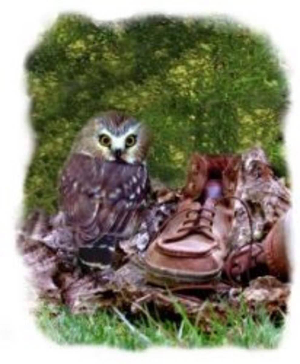 Owl and shoe composite photo -- to go with story text and give size comparison.