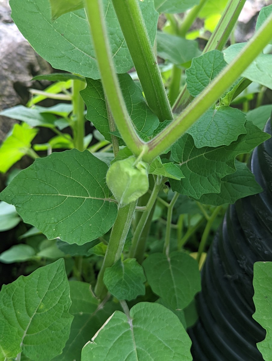 Ground Cherry Tomatoes from Seed - HubPages