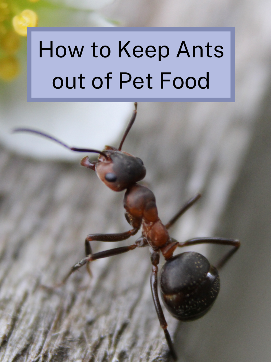 Ants are really annoying. Your pets don't like eating food that's been walked all over by ants. There are a few things you can do to protect their food from pesky insects. Keep reading to find out what you can do.
