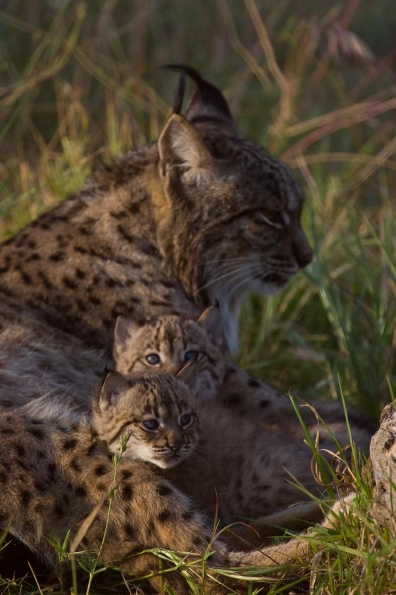 The World's Most Endangered Feline: The Iberian Lynx