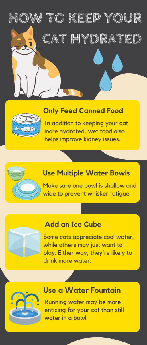 Keeping your cat hydrated will be hugely beneficial to their health. 