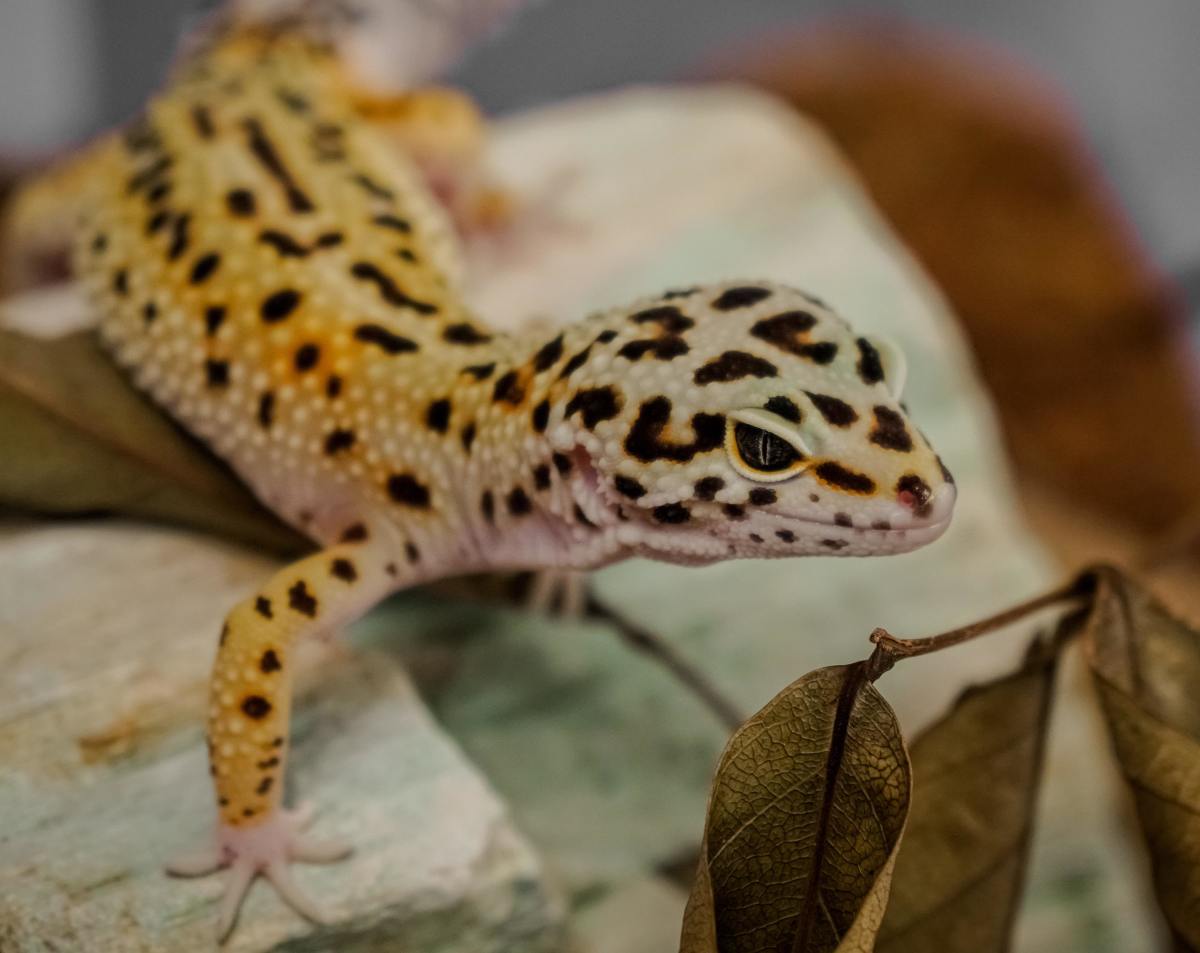 Q&A: Why Is My Leopard Gecko Constipated? How Can I Help?