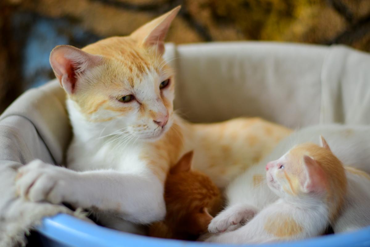 There are several things you can try to reduce maternal aggression in cats. 