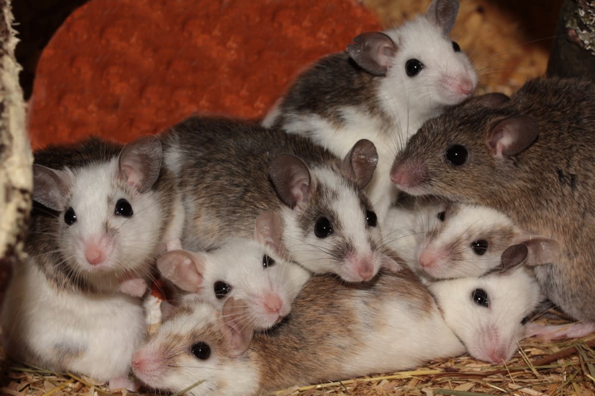 rodents-facts-the-most-successful-of-all-mammal-species