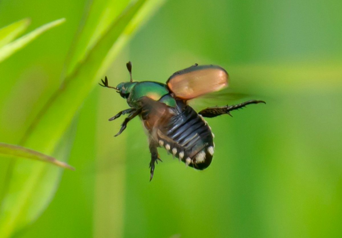 A Japanese beetle in flight