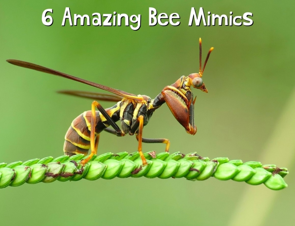 6 Bees That Aren't Actually Bees (With Photos)