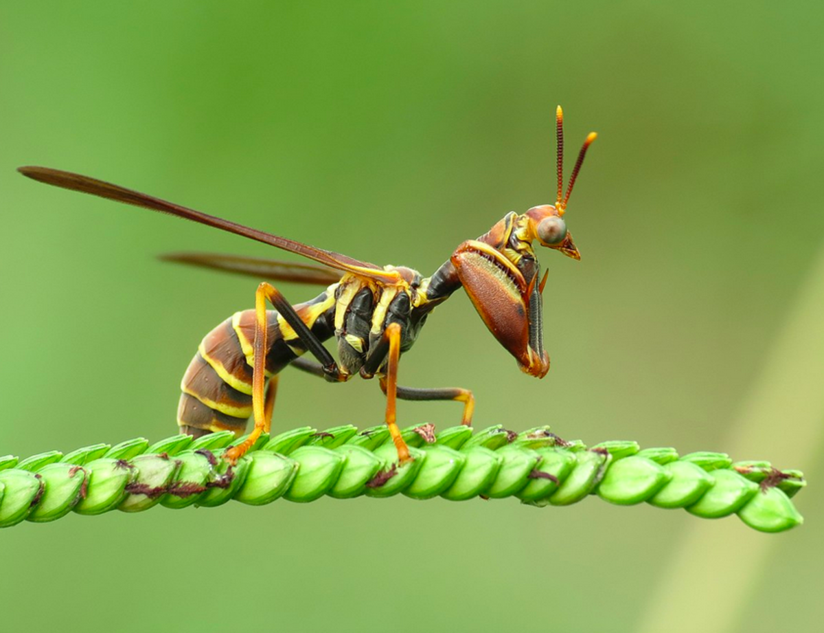 Mantisfly wasp mimic