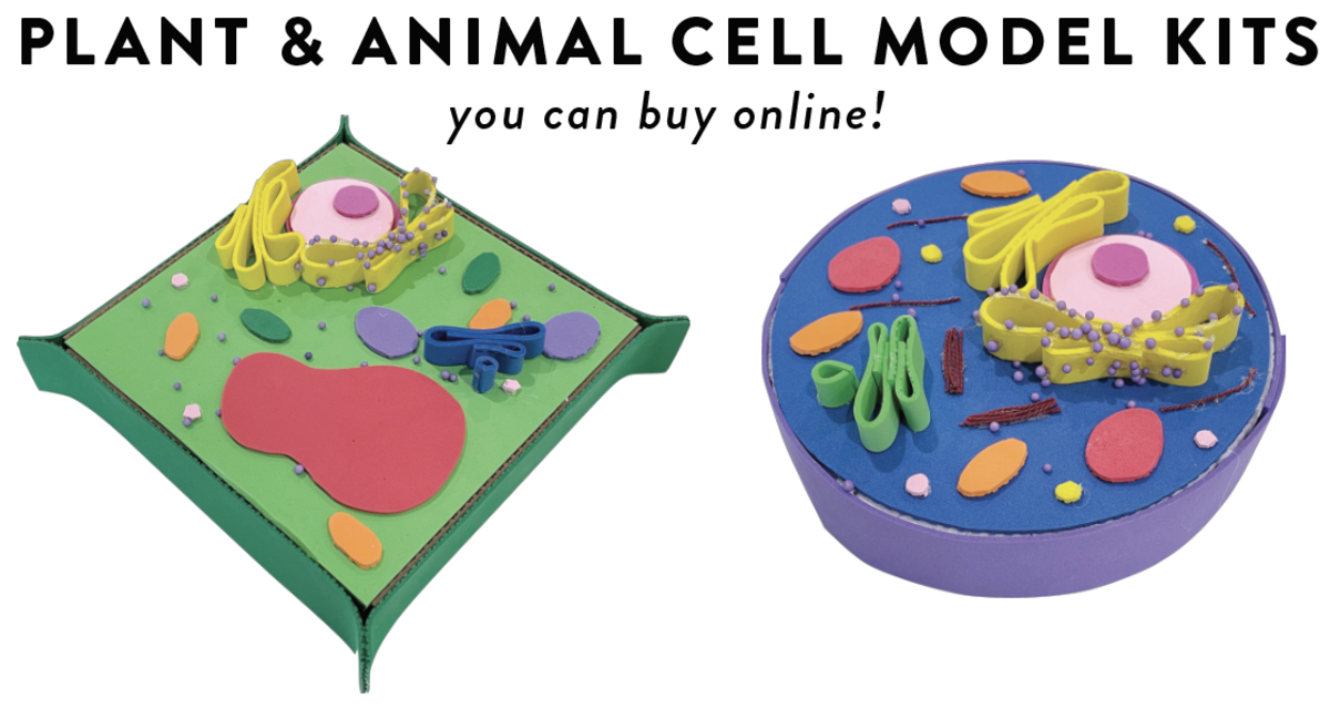 3d-cell-model