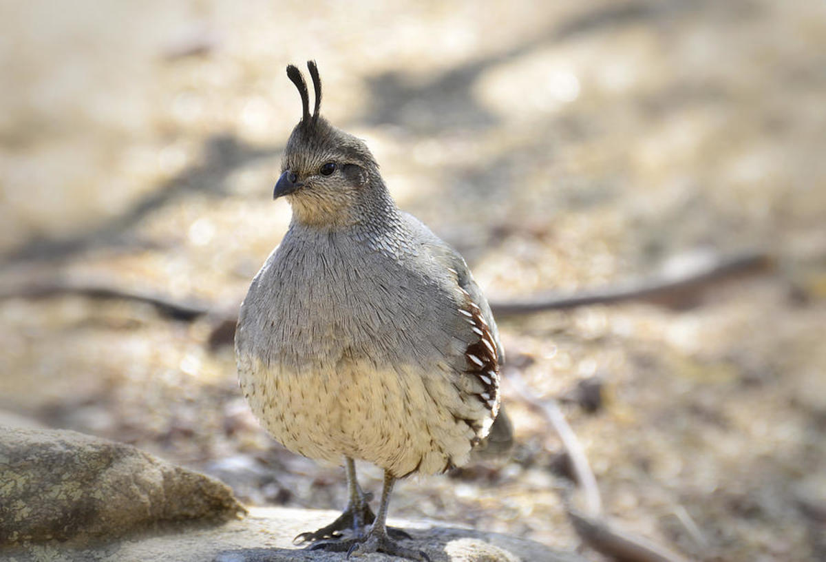 A female Gambel's quail has less prominent markings than the male bird and her plume is thinner.  She does not have the black markings on her face and chest, and the white-striped eyes that are prominent on the males. 