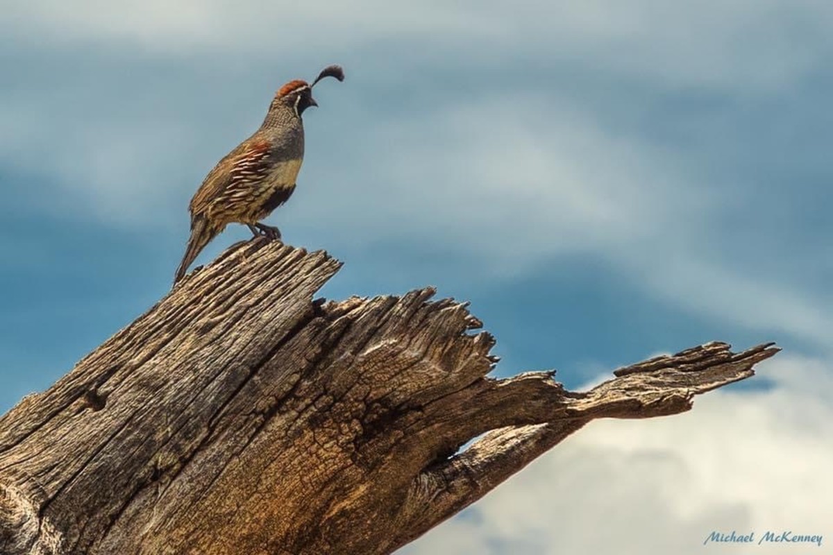 Although they are primarily ground dwellers who prefer running over flying, a Gambel's quail can often be seen perched on a downed tree or fence post, serving as a lookout for others.  They prefer to stay together as protection from predators.