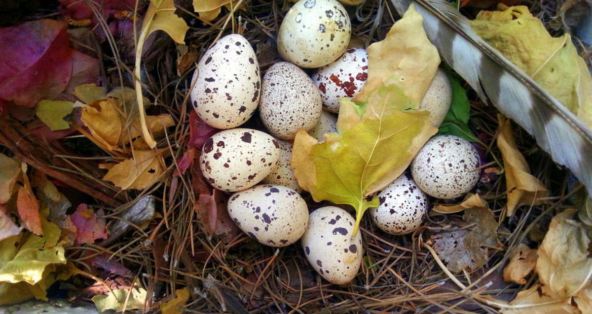 A female Gambel's quail will lay between 5-15 eggs that are a dull white color with varying shades of dark splotches. A concealed nest on the ground is preferred by the female, although nests have been found high in trees.