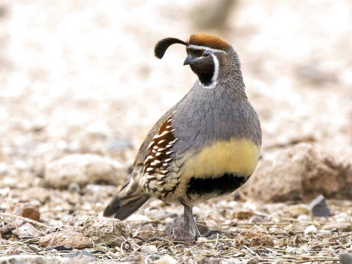 Male Gambel's quails have a black face, with white-striped eyes, and patches of black and yellow on their chests. They have prominent dark, thick copper-colored feathers on their heads, and are about 11 inches tall.